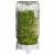 Sprouting Jar Kit (with organic seeds)