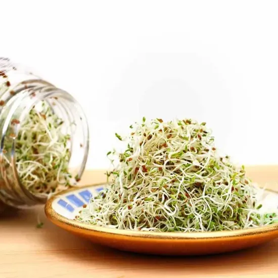 Alfalfa, Sprouting Seeds