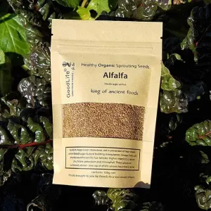 Alfalfa, Sprouting Seeds