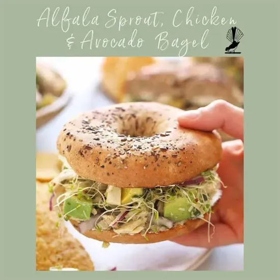 Alfalfa, Sprouting Seeds