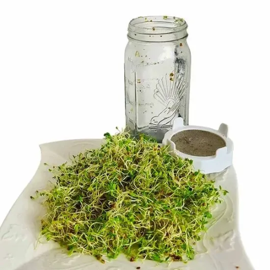 Organic Sprouting Jar Kit - Grow Fresh Seeds at Home!