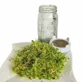 Organic Sprouting Jar Kit - Grow Fresh Seeds at Home!