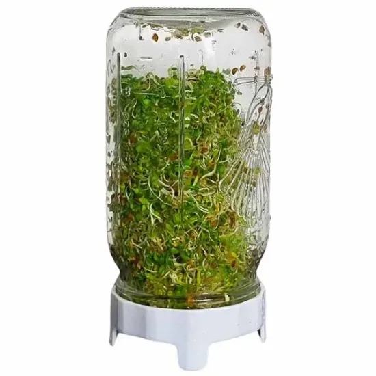 Organic Sprouting Jar Kit - Grow Fresh Seeds at Home!