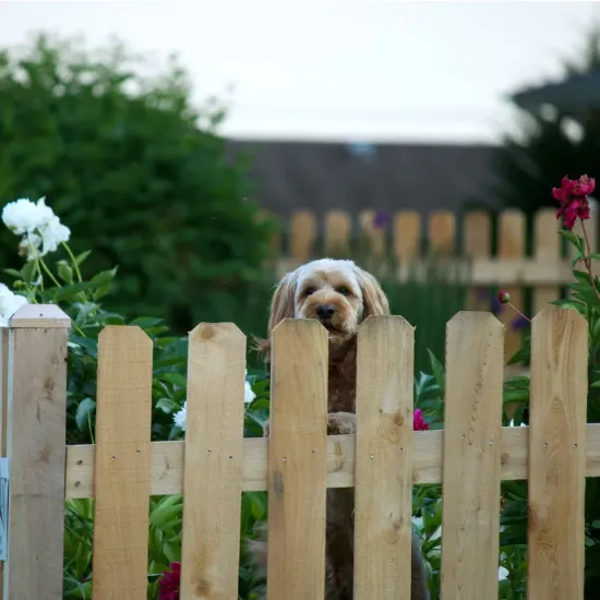 EnsoPet Starter Zing: Energize Your Pet's Day!